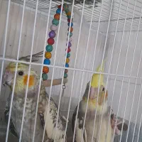 عروس هلندی
