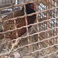 خروس|حیوانات مزرعه|آذرشهر, |دیوار