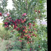 فروش-ملک-سی-سخت