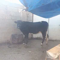 گوساله ماده|حیوانات مزرعه|سیروان, |دیوار