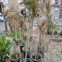 گل و گیاه دراسینا تنه دار