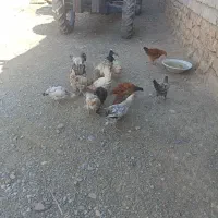 جوجه گلپایگانی و مرغ خروس