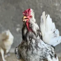 خروس گلین