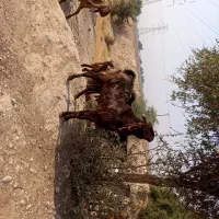 بز افغانی گمشده|حیوانات|اندیمشک, |دیوار