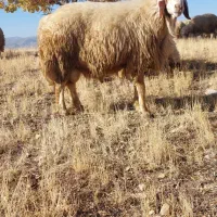 قوچ سنجابی بختیاری دورگه