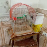 عروس هلندی