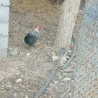 مرغ و خروس مینیاتور