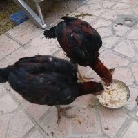 دو عدد لاری ۶ ماهه