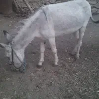 یک عدد الاغ جوان بدون عیب