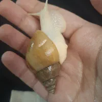 حلزون آلبینو