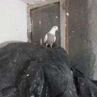 پرنده کبوتر