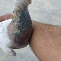 سار کرم لک دار نر