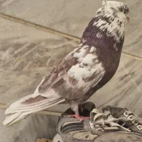 کبوتر خال قدیم
