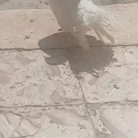 کبوتر دم چتری