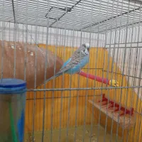 مرغ عشق نر،قفس،لانه،کوزه