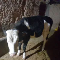 گوساله ماده سیمینتال