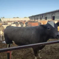 استخدام نیروی کاری