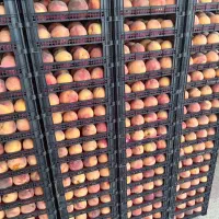 نیروبرای میوه چینی وبادام تکانی داریم