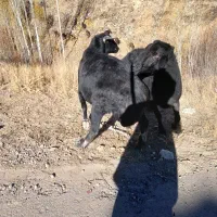 ۶۰۰۰۰۰۰|حیوانات مزرعه|زنجانرود, |دیوار