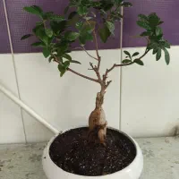 درخت بونسای|گل و گیاه طبیعی|شیراز, شاهچراغ|دیوار
