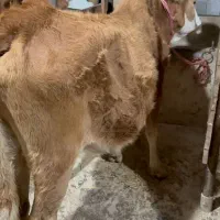 ۵ تا گاو حامله ۳ تا لیشه ۳تا ورزا کوله چالوسی مدیر|حیوانات مزرعه|کوچصفهان, |دیوار