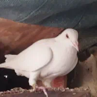 کبوتر پلاکی|پرنده|شبانکاره, |دیوار