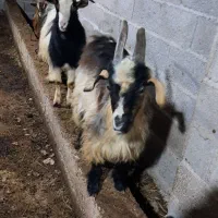 بز نر ۱ ساله حدود ۳۵ کیلویی گوسفند|حیوانات مزرعه|رشت, بازار|دیوار