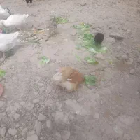 مرغ خروس