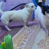 گم شده نر سفید پاکوتاه تماس ، مژدگانی