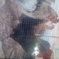 دو عددخروس فروشی