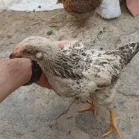 ۲تا جوجه ۷۰ روزه،دوتا ۱۰۰ روزه