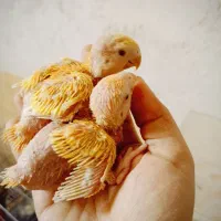 فروش انواع نژاد عروس هلندی|پرنده|بندر دیر, |دیوار