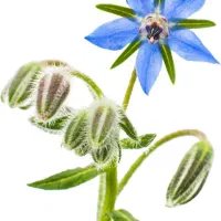 گیاهان دارویی تیام درمان نازایی