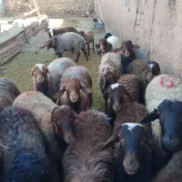 بره نر پای پروار میان گوشت