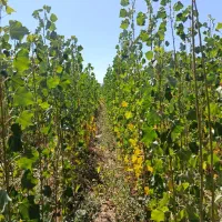 نهال یک ساله صنوبر نیگرا|گل و گیاه طبیعی|الشتر, |دیوار