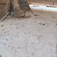 بلدرچین کوهی|پرنده|زابل, |دیوار