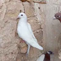 دوتا کفتر اوقون آلمانی جوان ابلق دم هفترنگ|پرنده|مشهد, شهید شهریاری|دیوار