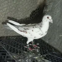 کفتر