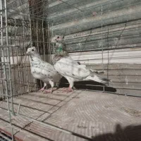 رنگی|حیوانات|یزد, |دیوار