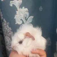 خوکچه هندی|موش و خرگوش|مشهد, پورسینا|دیوار