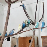 مرغ عشق رنگین کمانی