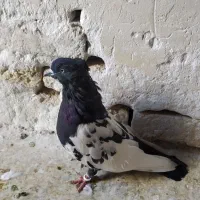 کبوتر کله دم صید