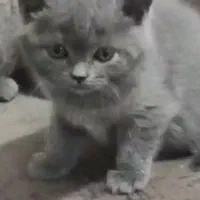 بریتیش ماده