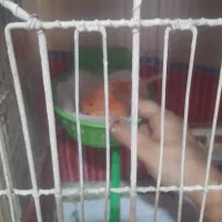 تعدادی قناری