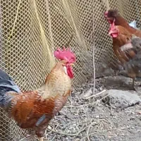 خروس|حیوانات مزرعه|محمدشهر, محمدشهر|دیوار