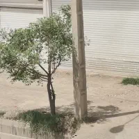 مغازه