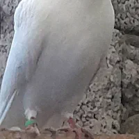 ۵عدد کبوتر پرشی خوب|پرنده|بندر انزلی, بشمن|دیوار