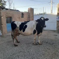 گاو هلشتاین