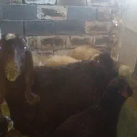 بزعربی اصل ابستن سه قلوزا