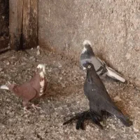 شکار کبوتر|پرنده|مراغه, |دیوار